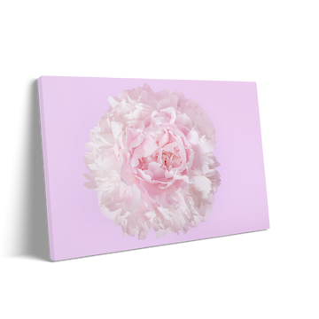 THE FLOWER